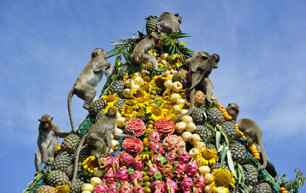 Lopburi Monkey Banquet Festival
