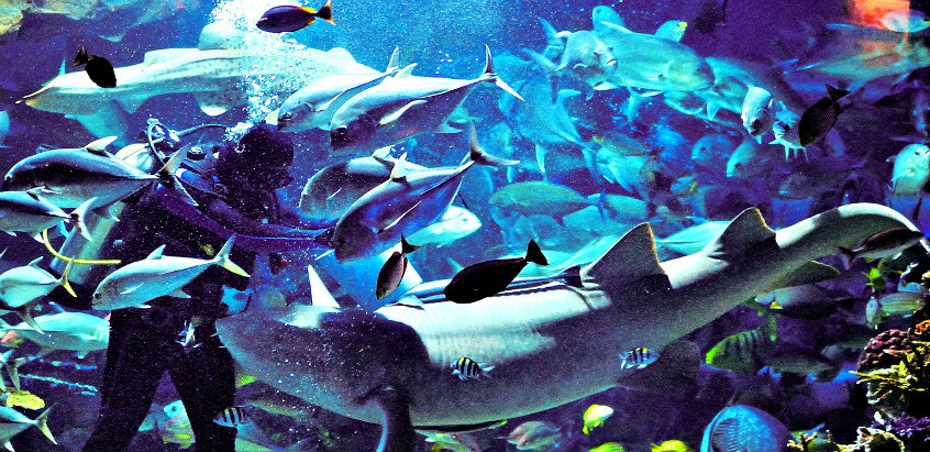 chiang-mai-zoo-aquarium