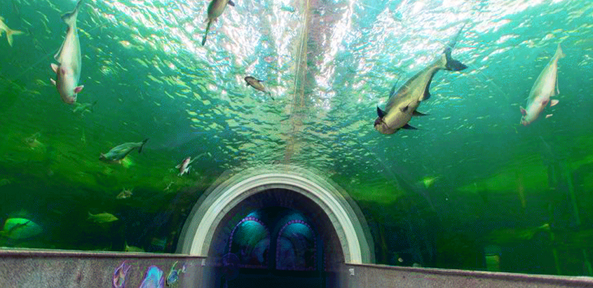 mekong-underwater-world