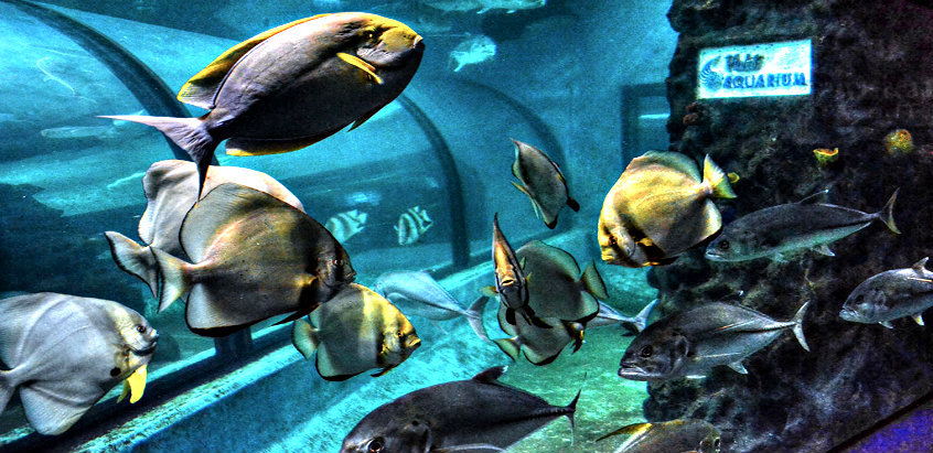 phuket-aquarium-fishes