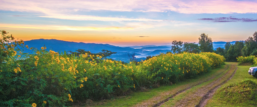 Start your Journey from Chiang Mai and head to Doi Angkhang 